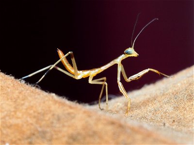 1st instar of a Carolina mantis (Stagmomantis carolina) in Pennsylvania