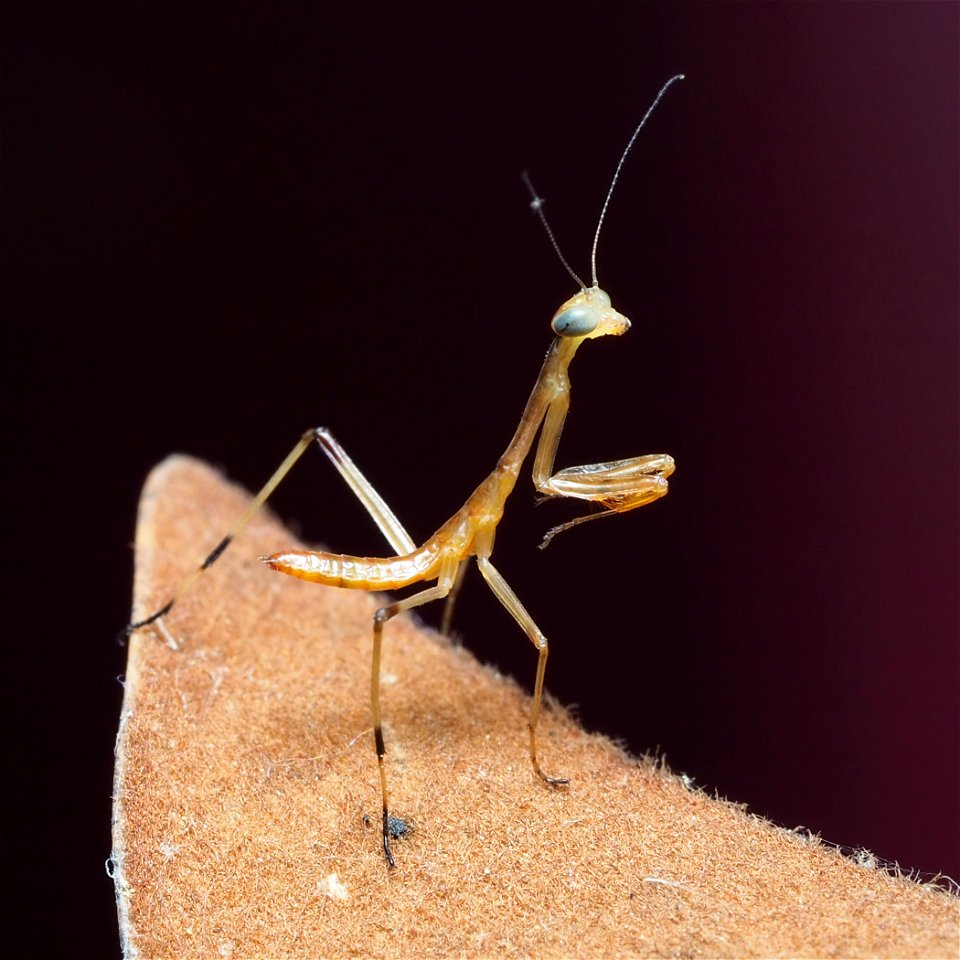 1st instar of a Carolina mantis (Stagmomantis carolina) in Pennsylvania