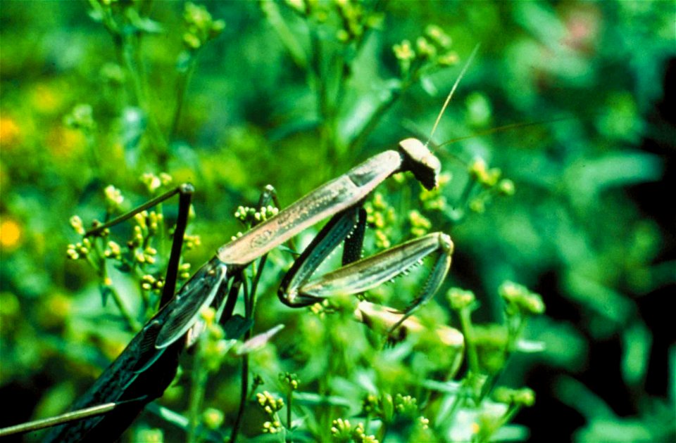 Image title: Green praying mantis insect stagmomantis carolina
Image from Public domain images website, http://www.public-domain-image.com/full-image/fauna-animals-public-domain-images-pictures/insect