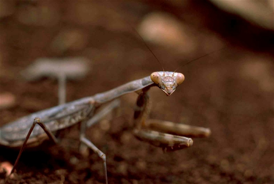 Image title: Macro image of praying mantis insect stagmomantis carolina Image from Public domain images website, http://www.public-domain-image.com/full-image/fauna-animals-public-domain-images-pictur photo