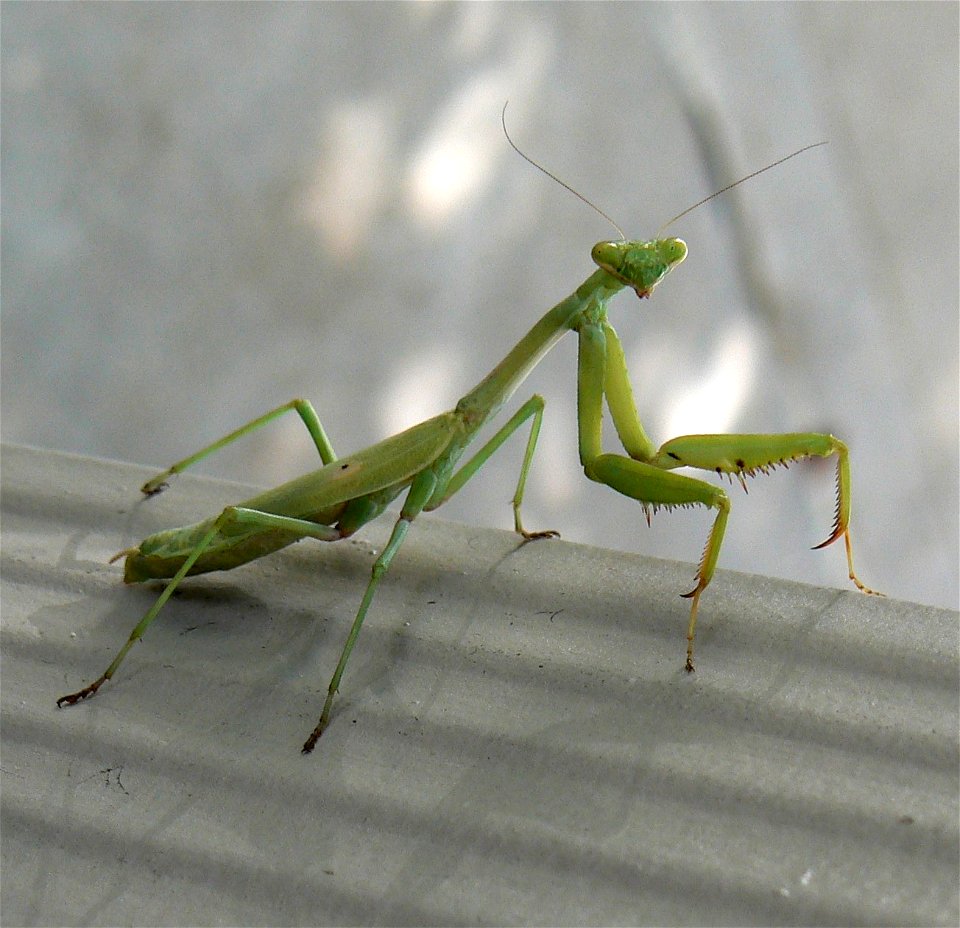 Praying Mantis photo