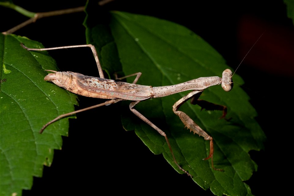 Adult female Carolina mantis found at Shelby Park in Nashville, Tennessee