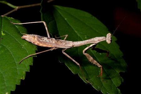Adult female Carolina mantis found at Shelby Park in Nashville, Tennessee photo