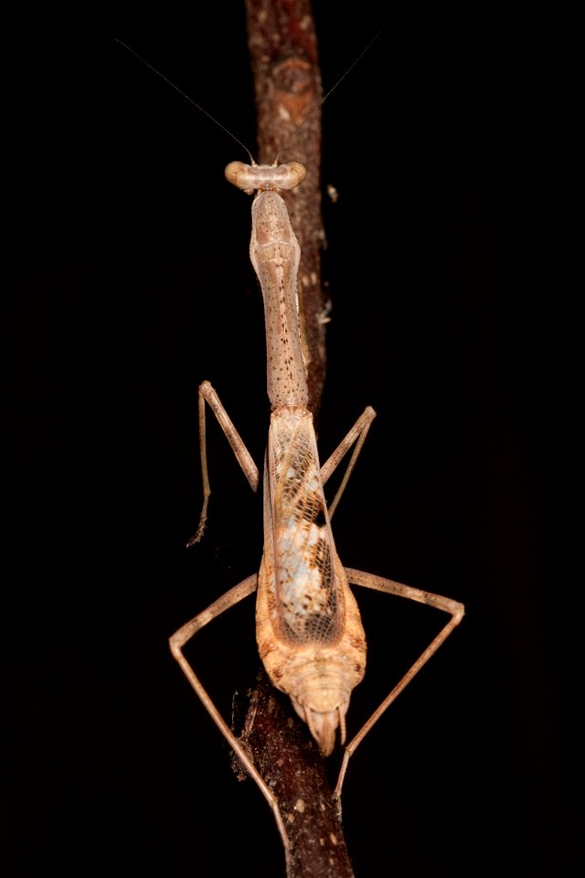 Adult female Carolina mantis (Stagmomantis carolina) found at Shelby Park in Nashville, Tennessee