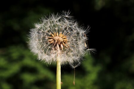 Plant blow close up photo