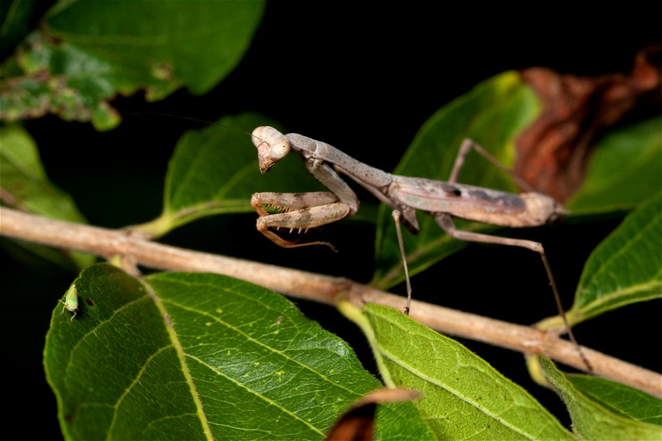 Adult female Carolina mantis (Stagmomantis carolina) stalking a leafhopper (Graphocephala versuta)