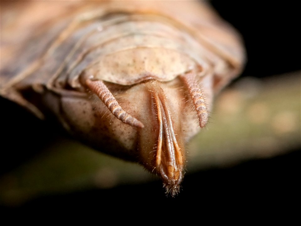 Ovipositor of an adult female Carolina mantis (Stagmomantis carolina) from Nashville, Tennessee