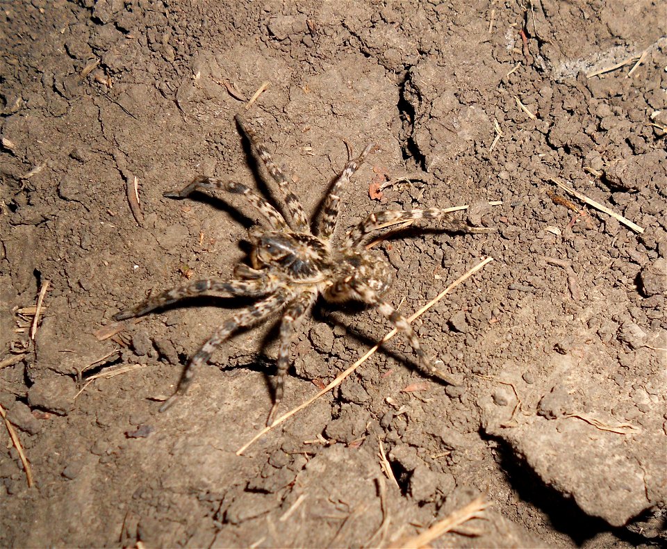 Lycosa singoriensis