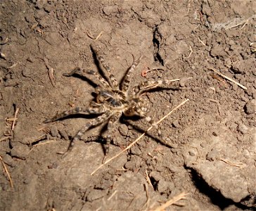Lycosa singoriensis