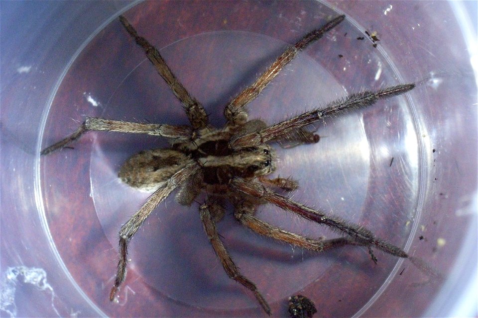 Lycosa tarantula dorsal view, Barcelona