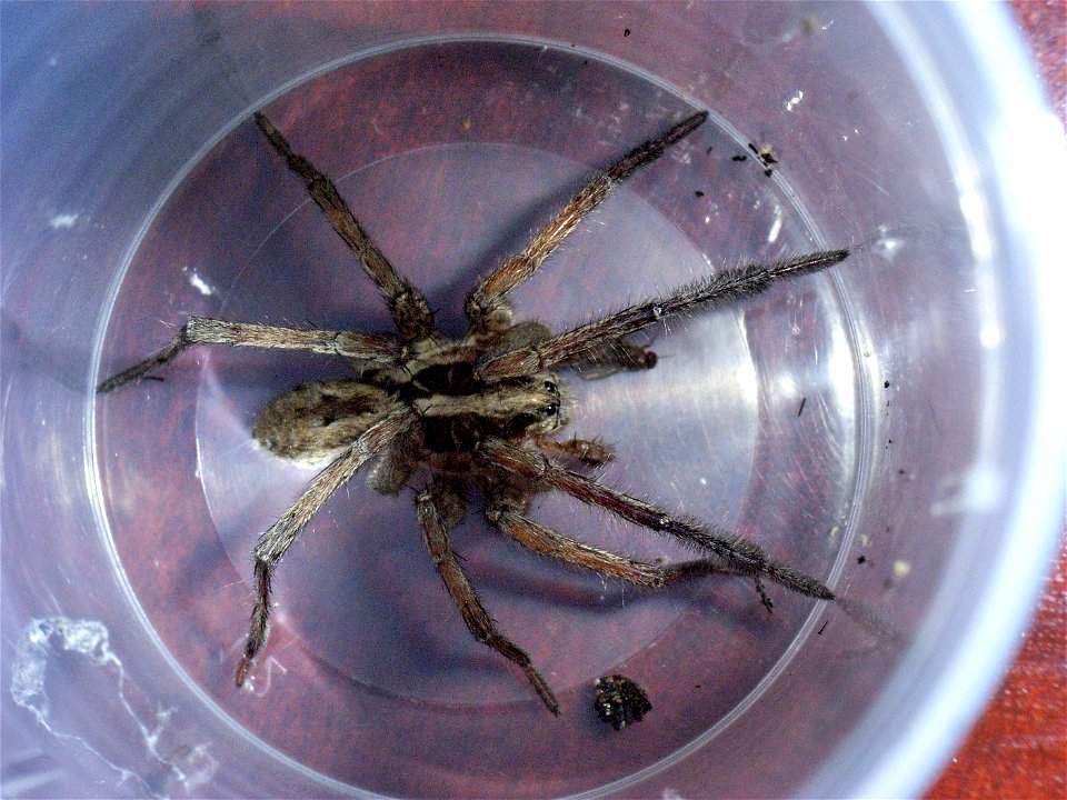 Lycosa tarantula, dorsal view, Barcelona