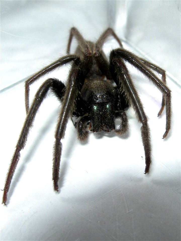Female Segestria florentina, length of 20 mm