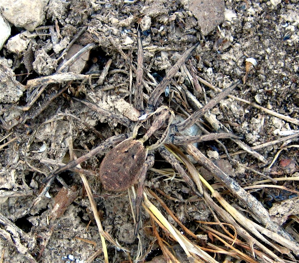 Lycosa; Alfara de Carles (Tarragona, Spain)