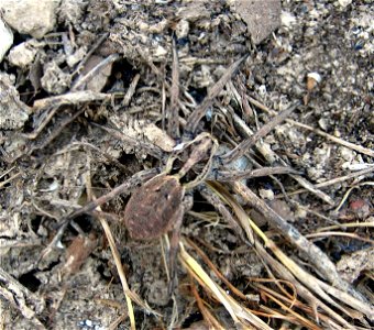 Lycosa; Alfara de Carles (Tarragona, Spain)