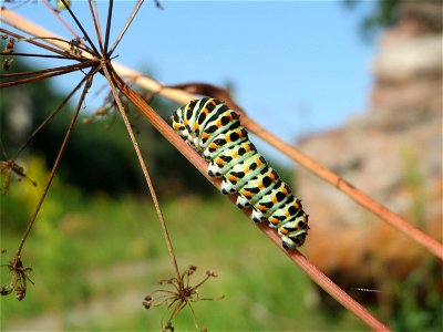 Raupe vom Schwalbenschwanz (Papilio machaon) an einem Berg-Haarstrang  in der Schwetzinger Hardt