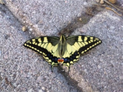 Papilio machaon Linnaeus, 1758  questa farfalla fa parte delle Hesperiidae. Farfalle di dimensioni piuttosto modeste con colori non molto vivaci, generalmente ocra o giallognoli, macchiettati di bianc