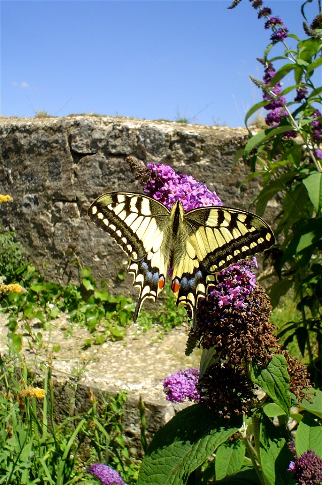 Koninginnepage, foto gemaakt in Besançon
