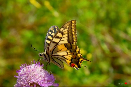 Papilio machaon photo