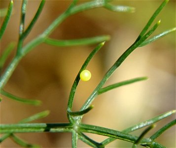 Old World swallowtail egg (Papilio machaon) on a fennel (Foeniculum vulgare), in A Coruña, Spain.