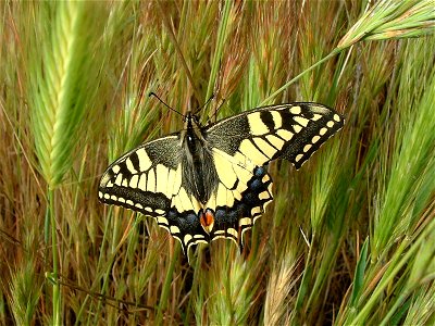 Papilio machaon (Papiolionidae). Rivas Vaciamadrid, Madrid, España.