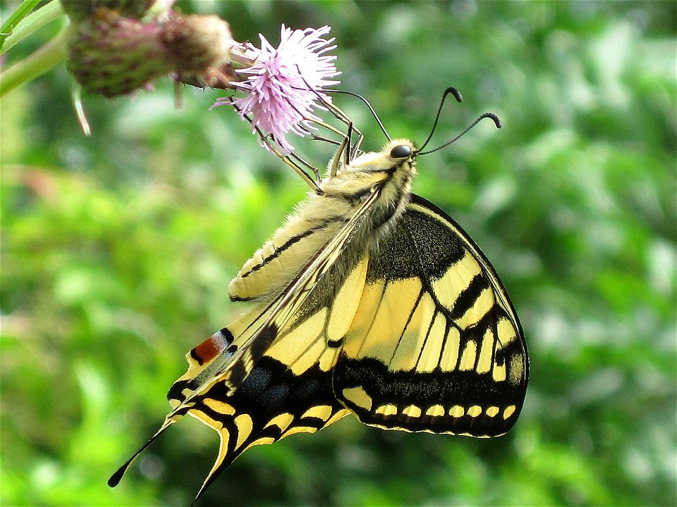 Papilio machaon (Old World Swallowtail), Arnhem, the Netherlands