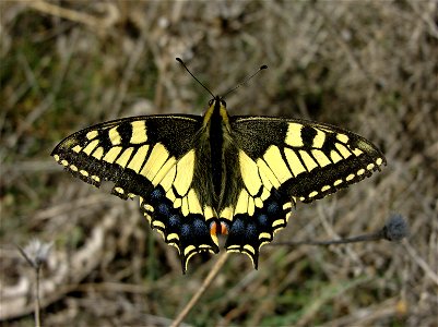 Papilio machaon (Papilionidae). Rivas Vaciamadrid, Madrid, España.