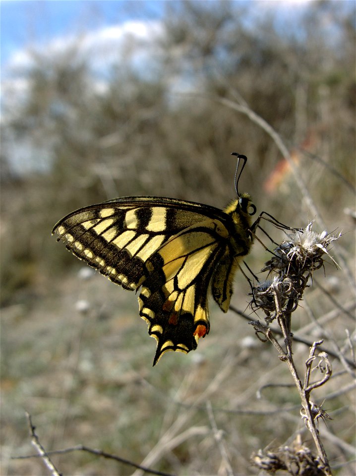 Papilio machaon (Papilionidae). Rivas Vaciamadrid, Madrid, España.