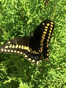 Baird's Swallowtail (Papilio machaon bairdii)