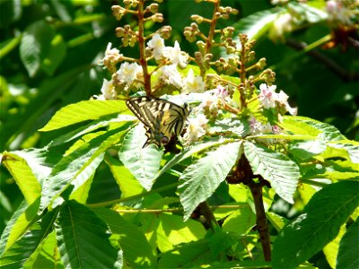 mariposa photo