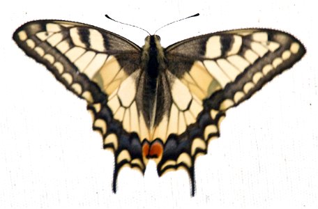 Old World Swallowtail or Common Yellow Swallowtail (Papilio machaon) photo