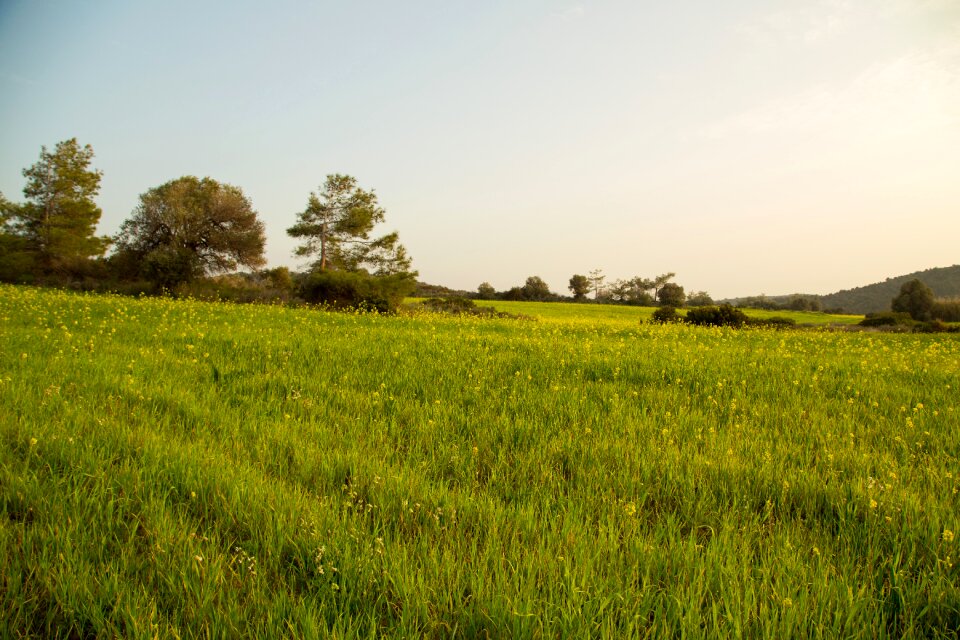 Landscape tree cyprus