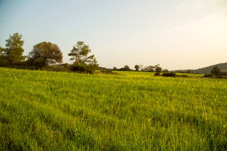 Landscape tree cyprus photo
