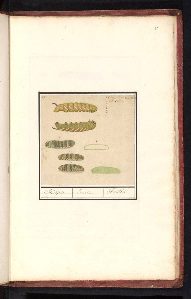 IdentificatieTitel(s): RupsenRispen / Erucae. / Chenilles (titel op object)Objecttype: tekening Objectnummer: RP-T-BR-2017-1-6-85Omschrijving: Blad met verschillende rupsen, genummerd 1-7. Rechtsboven
