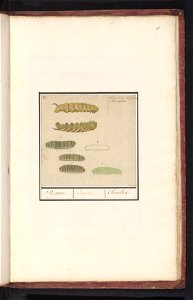 IdentificatieTitel(s): RupsenRispen / Erucae. / Chenilles (titel op object)Objecttype: tekening Objectnummer: RP-T-BR-2017-1-6-85Omschrijving: Blad met verschillende rupsen, genummerd 1-7. Rechtsboven