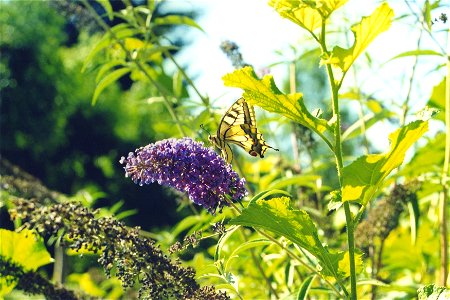 Schwalbenschwanz auf Schmetterlingsflieder photo