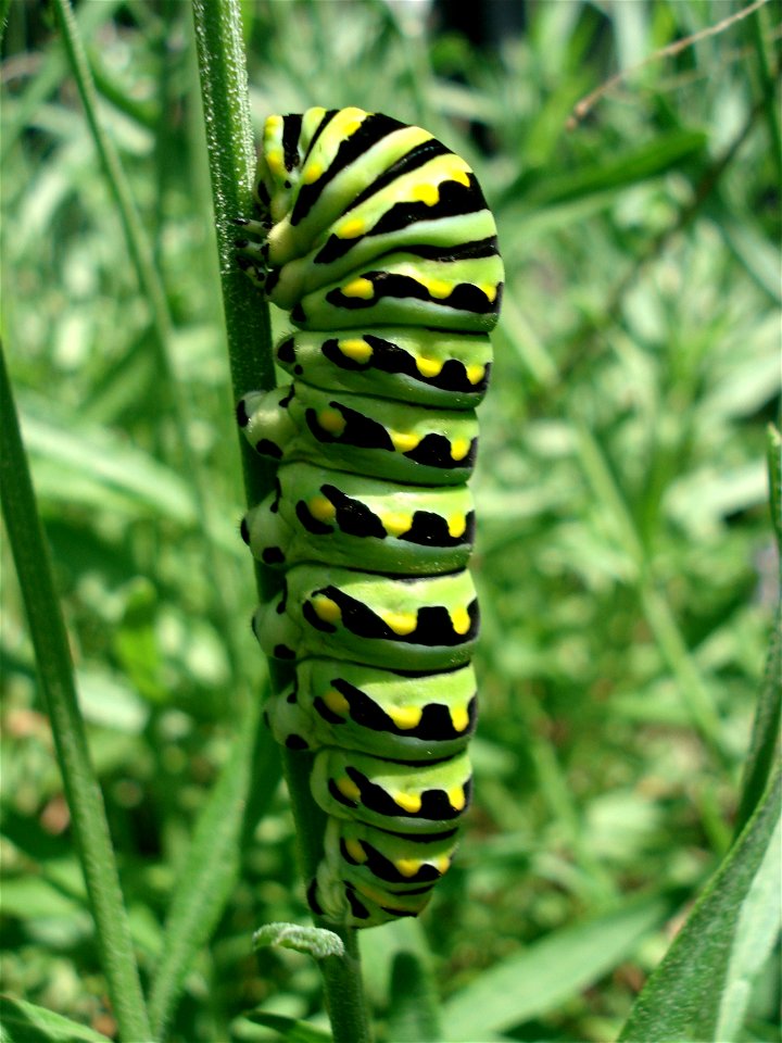 Image of a Swallowtail caterpillar found in Southern Ontario. It will soon pupate.