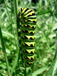 Image of a Swallowtail caterpillar found in Southern Ontario. It will soon pupate.
