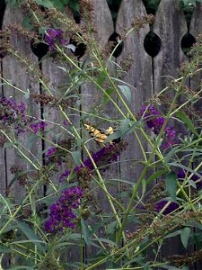 Yellow Swallowtail on Purple Butterfly Bush, summer 2015, eastern PA photo