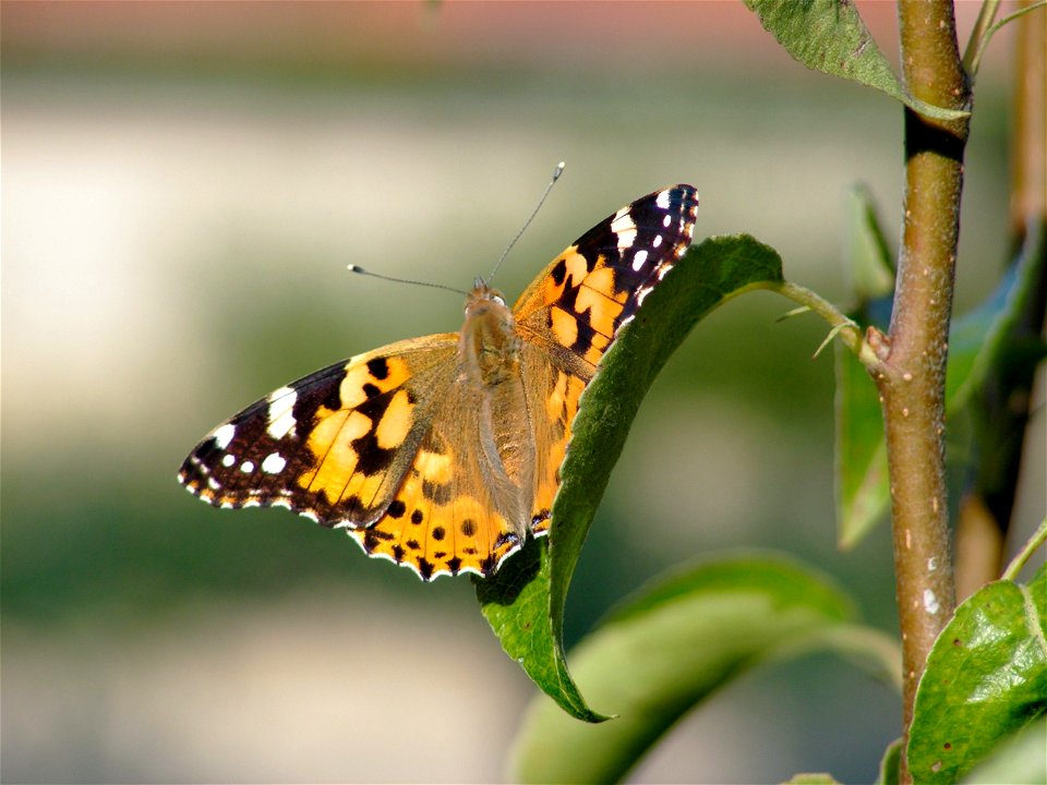 Babočka bodláková (Vanessa cardui) photo