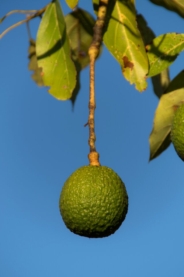 Avocados reed health