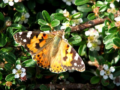 The Painted Lady butterfly in Brno - Bystrc photo