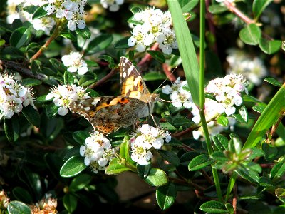 The Painted Lady butterfly in Brno - Bystrc