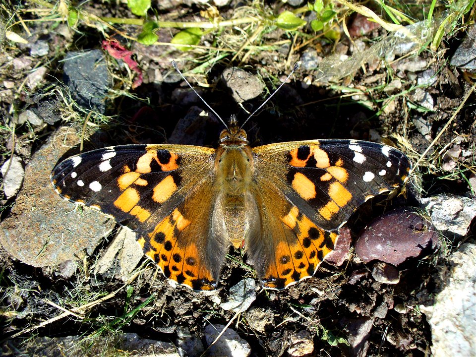I am the originator of this photo. I hold the copyright. I release it to the public domain. This photo depicts a butterfly.