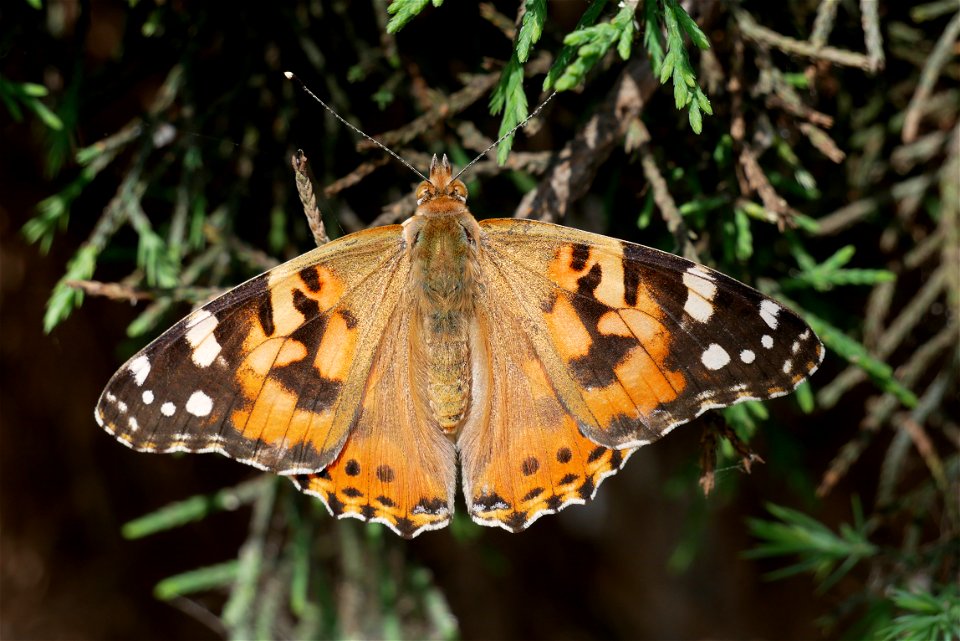 Schmetterling in Usbekistan photo