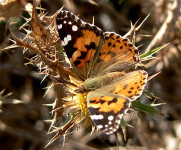 Cynthia cardui butterfly, Cargèse, Corsica
