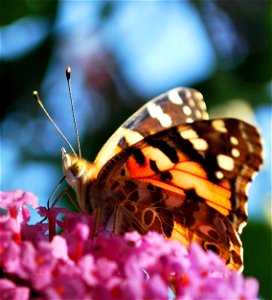 Painted Lady (Vanessa Cardui) drinking nectar from flower photo