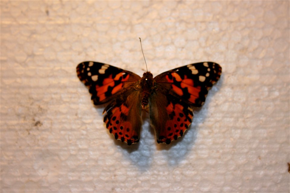 A Vanessa cardui in the Hough collection.