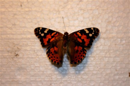 A Vanessa cardui in the Hough collection.