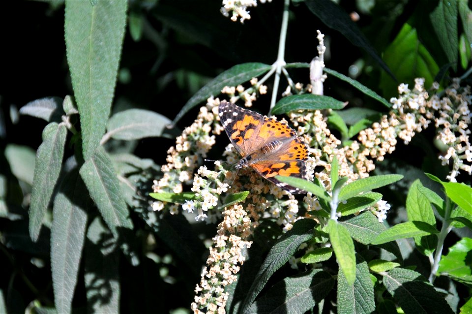 Butterfly from The Living Desert #2