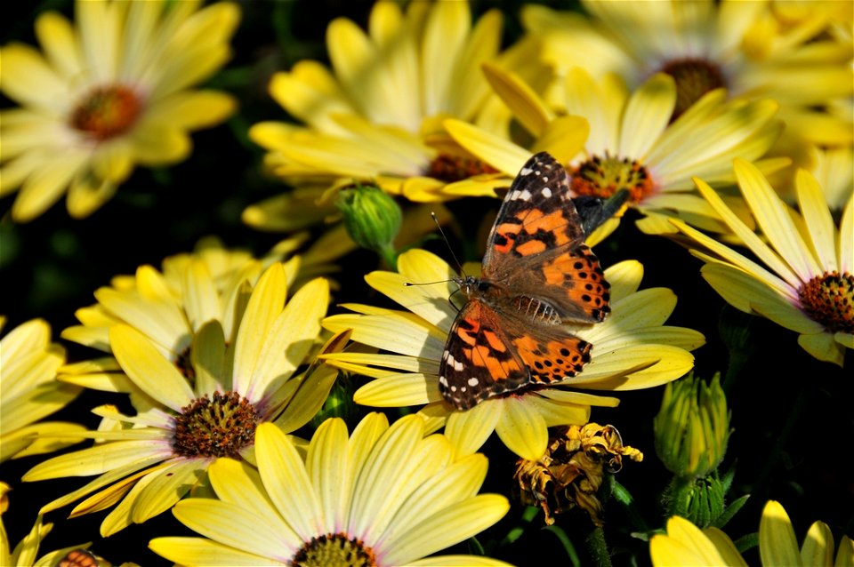 Butterfly from The Living Desert #9